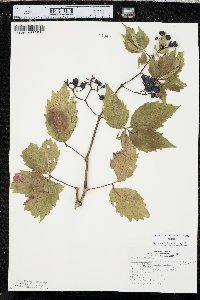 Parthenocissus inserta image