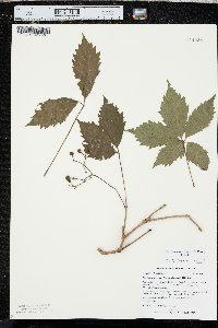 Parthenocissus inserta image