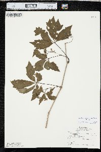 Parthenocissus inserta image