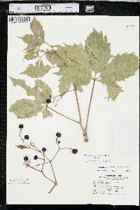 Parthenocissus inserta image