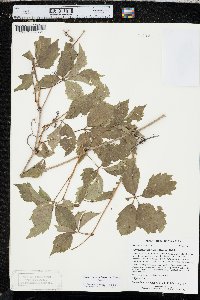 Parthenocissus inserta image