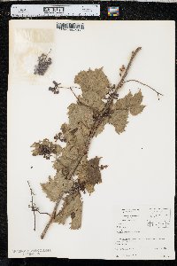 Vitis riparia image