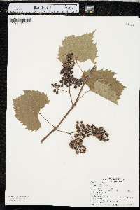 Vitis riparia image