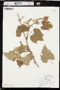 Vitis riparia image