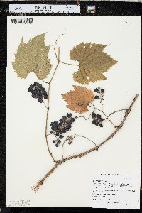 Vitis riparia image