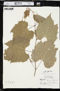 Vitis riparia image