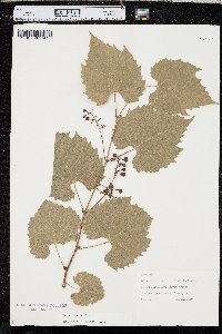 Vitis riparia image