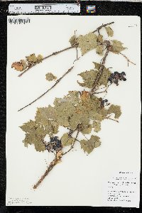 Vitis riparia image