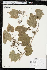 Vitis riparia image