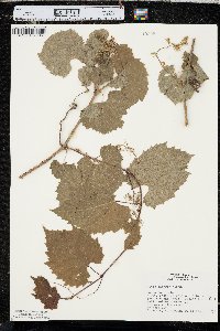 Vitis riparia image