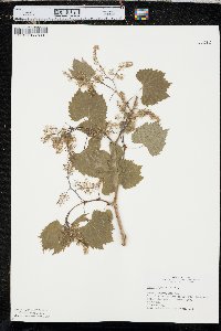 Vitis riparia image