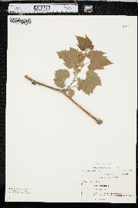 Vitis riparia image