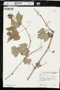 Vitis riparia image