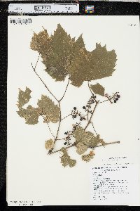 Vitis riparia image