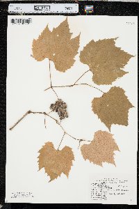 Vitis riparia image