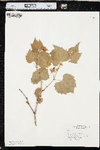 Vitis riparia image