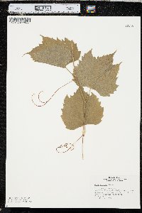 Vitis riparia image