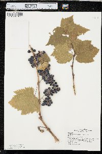 Vitis riparia image