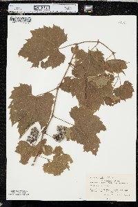 Vitis riparia image