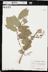 Vitis riparia image