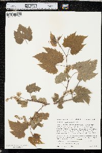 Vitis riparia image