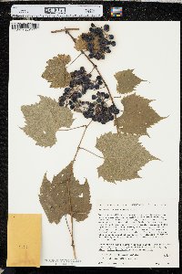 Vitis riparia image