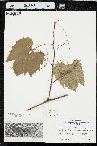 Vitis riparia image