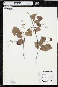 Vitis rotundifolia image