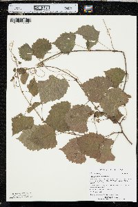 Vitis rotundifolia image