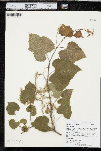 Vitis vulpina image