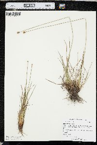 Xyris elliottii image