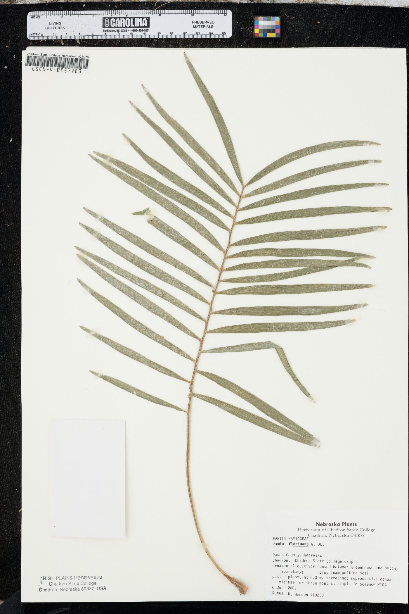 Zamia integrifolia image