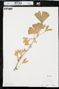 Ginkgo biloba image