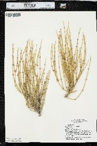 Ephedra aspera image