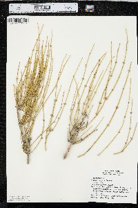 Ephedra aspera image