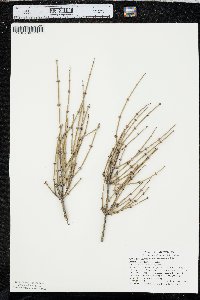 Ephedra californica image