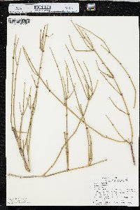 Ephedra viridis image