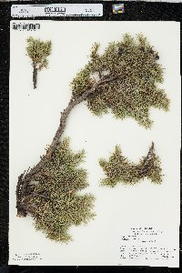 Juniperus communis var. depressa image