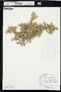 Juniperus communis var. depressa image