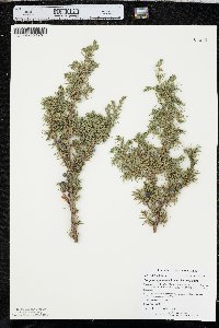 Juniperus communis var. depressa image