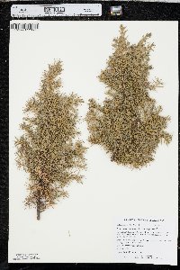 Juniperus communis var. depressa image