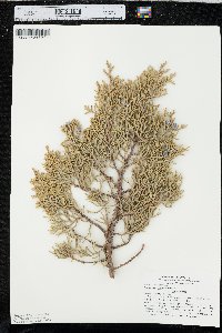 Juniperus occidentalis var. occidentalis image