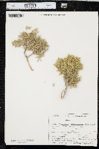 Juniperus osteosperma image