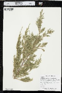 Juniperus virginiana var. virginiana image