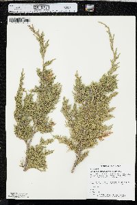 Juniperus virginiana var. virginiana image