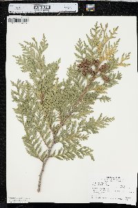 Thuja occidentalis image