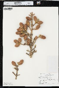 Picea glauca image