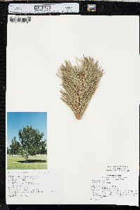 Pinus flexilis image