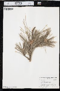 Pinus echinata image