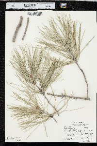 Pinus brutia var. eldarica image